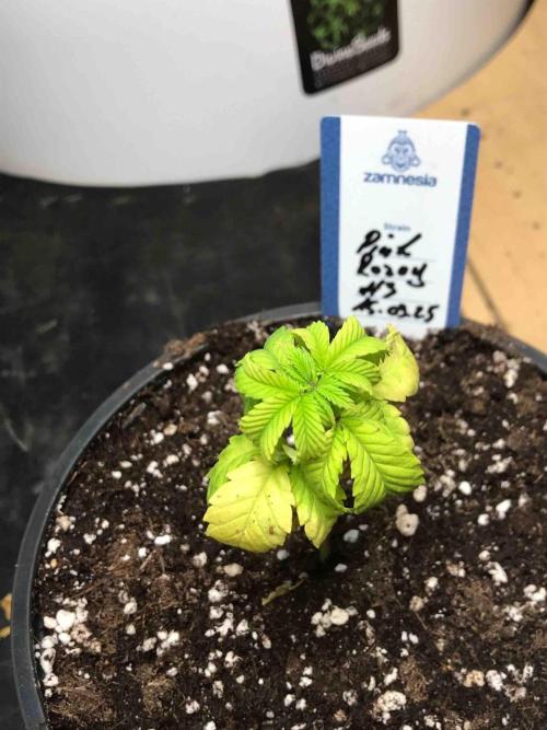 Zamnesia Pink Rozay. Week 8 - #3
Tag:51