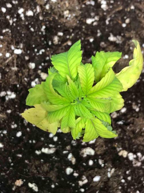 Zamnesia Pink Rozay. Week 8 - #3
Tag:51