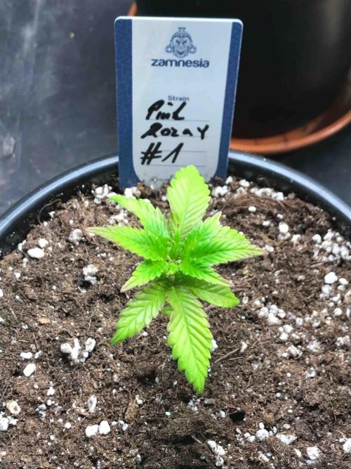 Zamnesia Pink Rozay. Week 8 - #1
Tag:55