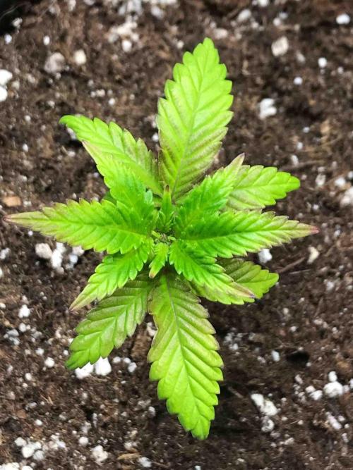 Zamnesia Pink Rozay. Week 8 - #1
Tag:55