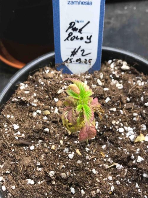 Zamnesia Pink Rozay. Week 8 - #2
Tag:55