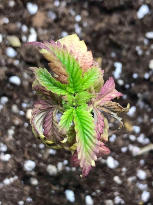 Zamnesia Pink Rozay. Week 8 - #2
Tag:55