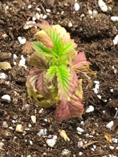 Zamnesia Pink Rozay. Week 8 - #2
Tag:55