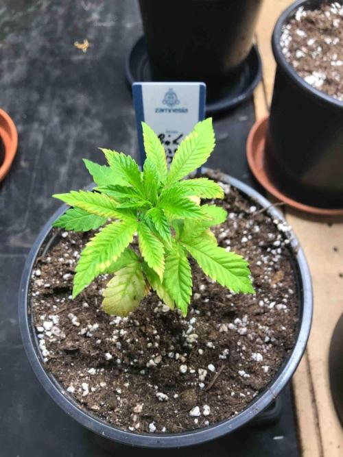 Zamnesia Pink Rozay. Week 8 - #3
Tag:55