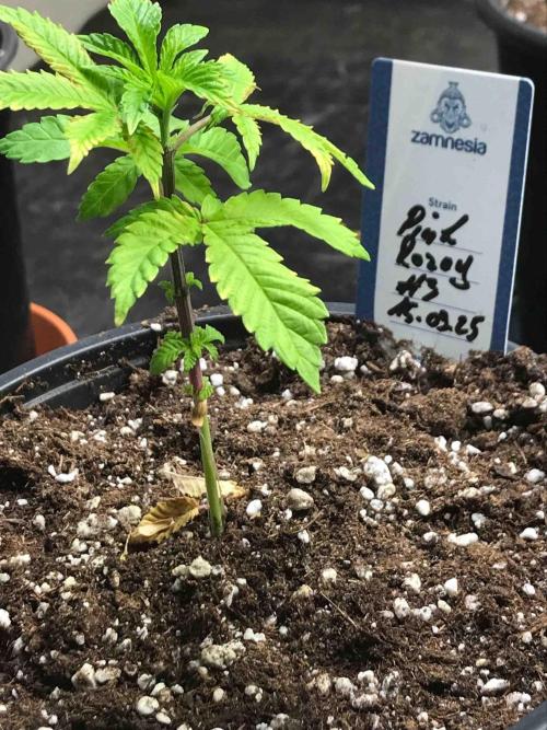 Zamnesia Pink Rozay. Week 8 - #3
Tag:55