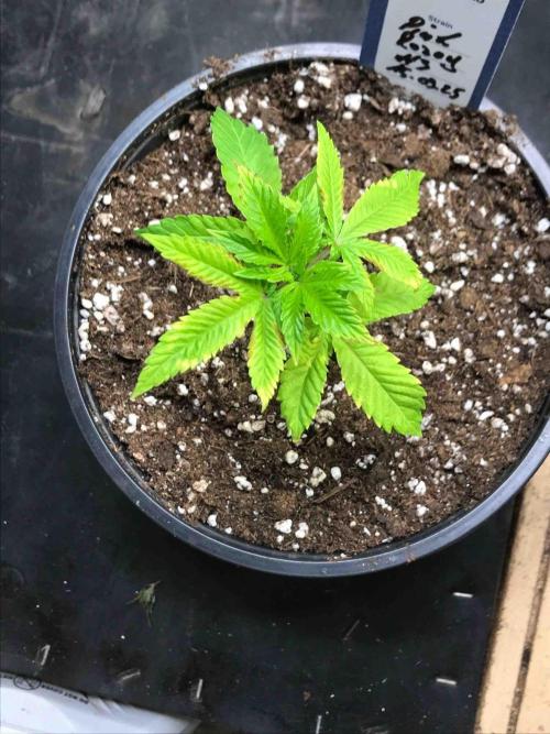 Zamnesia Pink Rozay. Week 8 - #3
Tag:55