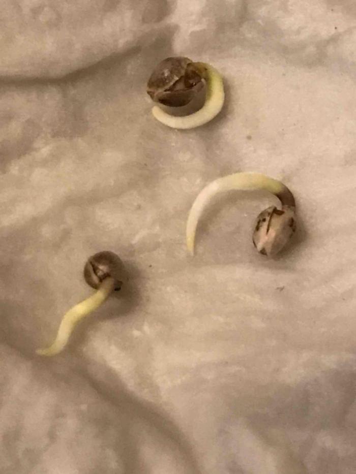 Seeds Mafia Sponsor Growing. Week 0