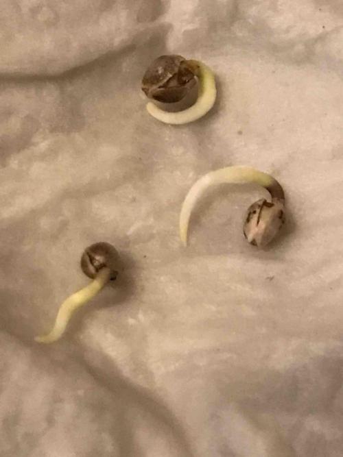 Seeds Mafia Sponsor Growing. Week 0