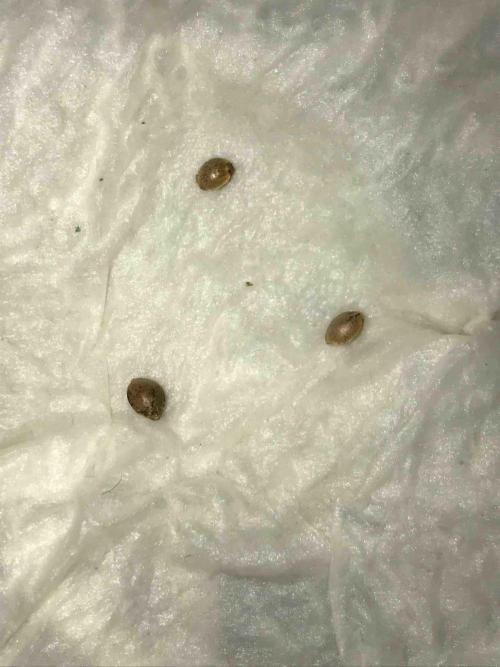 Seeds Mafia Bloody Beast. Week 0 - Tag:1