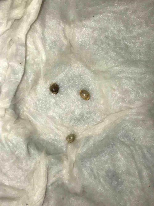 Zamnesia Black Diamond Grow. Week 0