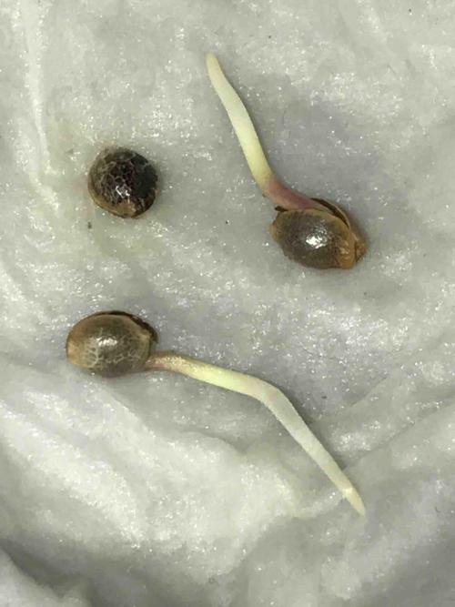 Zamnesia Black Diamond Grow. Week 0 - Tag:4