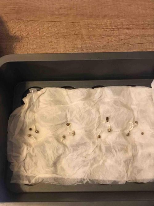 Zamnesia Black Diamond Grow. Week 0