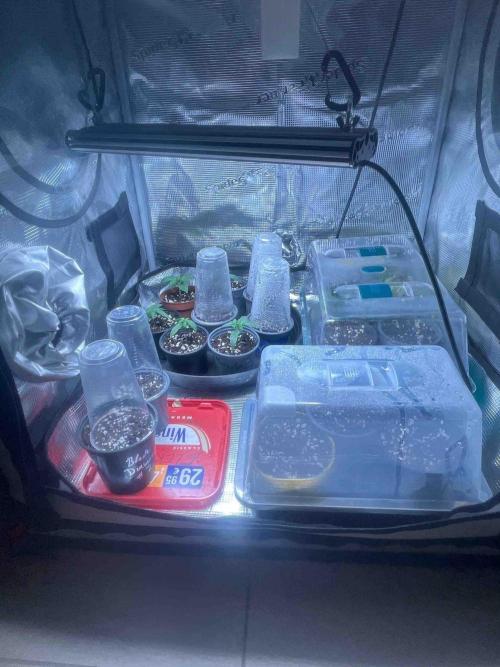 Zamnesia Black Diamond Grow. Week 0