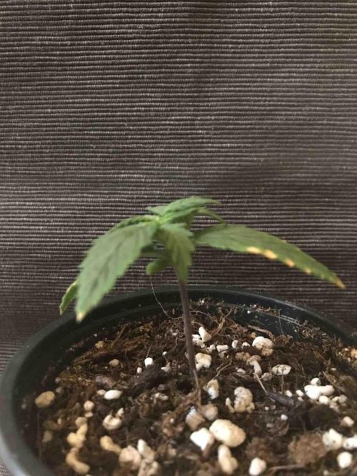 Ganja Farmer Grow Report. Week 3 - #1 Mendo Breath
Tag:16