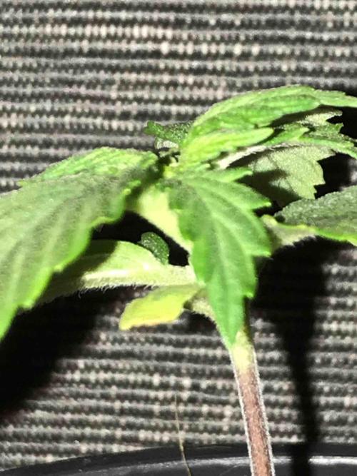 Ganja Farmer Grow Report. Week 3 - #1 Mendo Breath
Tag:16