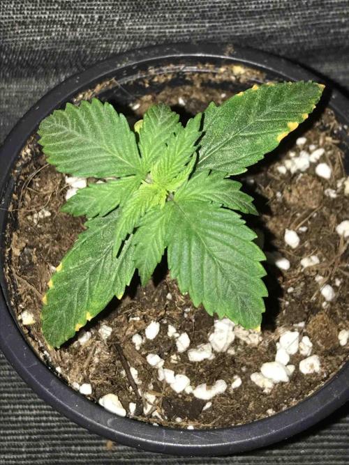Ganja Farmer Grow Report. Week 3 - #1 Mendo Breath
Tag:16