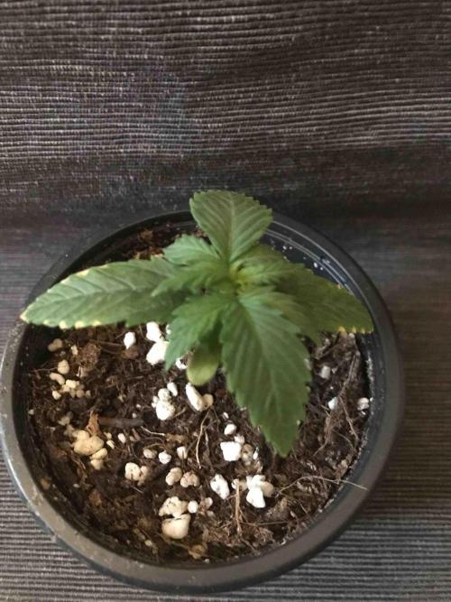 Ganja Farmer Grow Report. Week 3 - #1 Mendo Breath
Tag:16