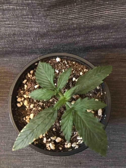 Ganja Farmer Grow Report. Week 3 - #2 Mendo Breath
Tag:16