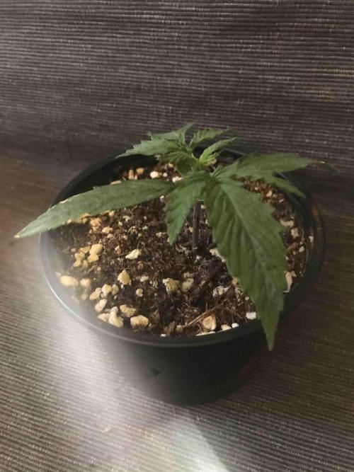 Ganja Farmer Grow Report. Week 3 - #2 Mendo Breath
Tag:16