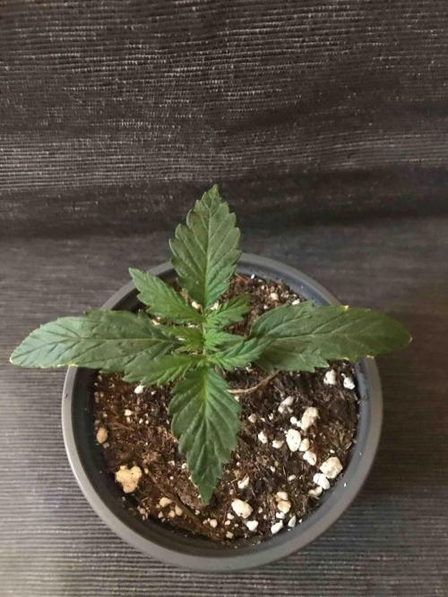 Ganja Farmer Grow Report. Week 3 - #3 Mendo Breath
Tag:16