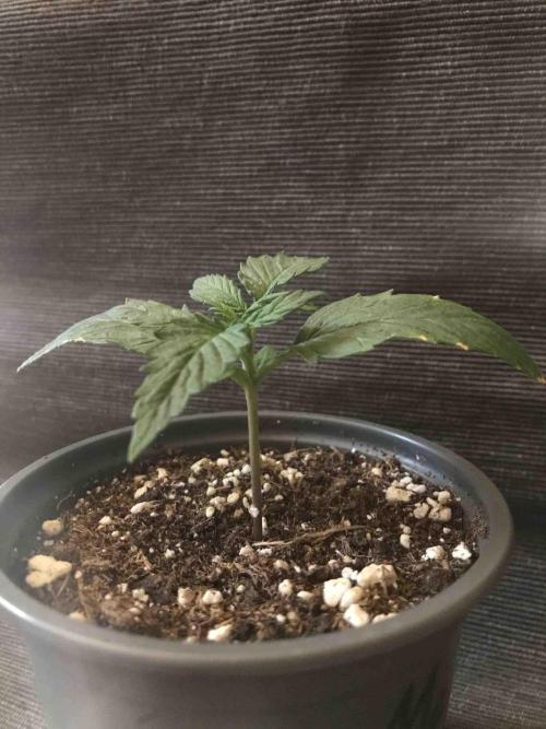 Ganja Farmer Grow Report. Week 3 - #3 Mendo Breath
Tag:16