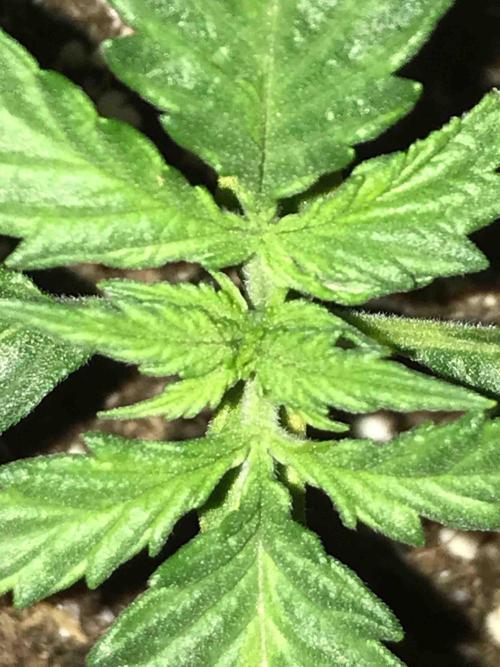 Ganja Farmer Grow Report. Week 3 - #3 Mendo Breath
Tag:16