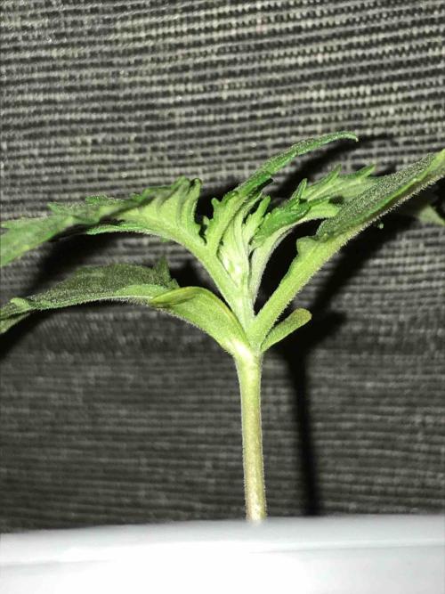 Ganja Farmer Grow Report. Week 3 - #3 Mendo Breath
Tag:16