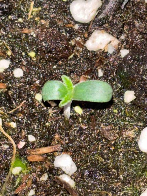 Ganja Farmer Grow Report. Week 3 - #1 Godfather OG
Tag16