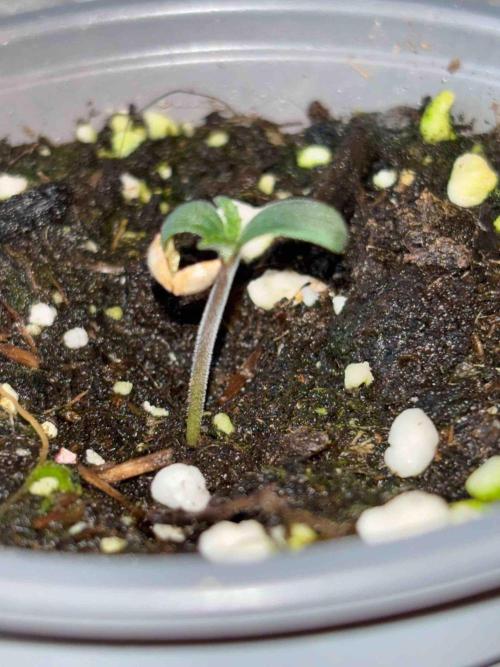 Ganja Farmer Grow Report. Week 3 - #1 Godfather OG
Tag16