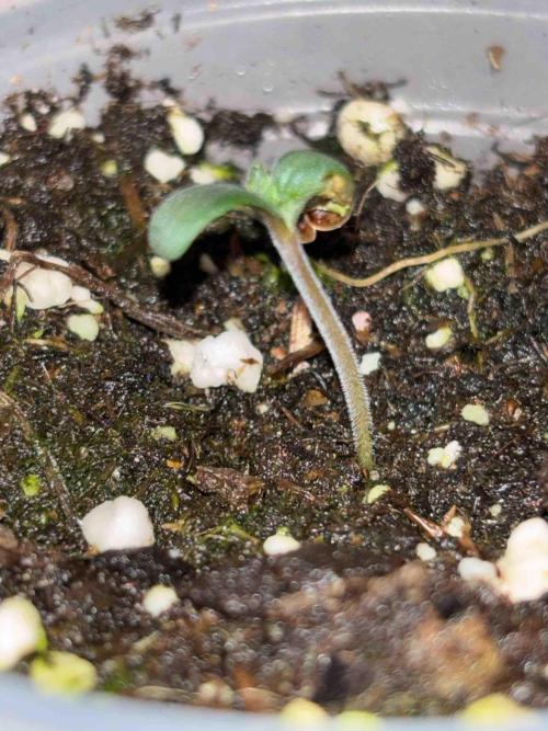 Ganja Farmer Grow Report. Week 3 - #1 Godfather OG
Tag16