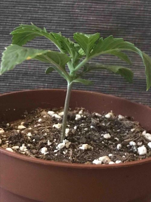 Ganja Farmer Grow Report. Week 3 - #2 Godfather OG
Tag16