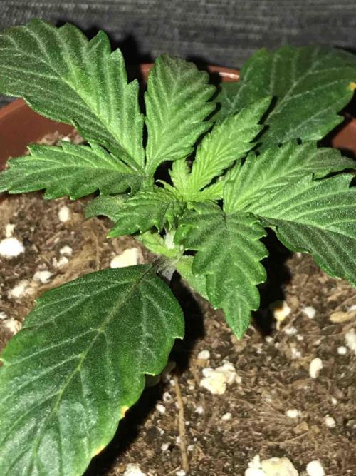 Ganja Farmer Grow Report. Week 3 - #2 Godfather OG
Tag16