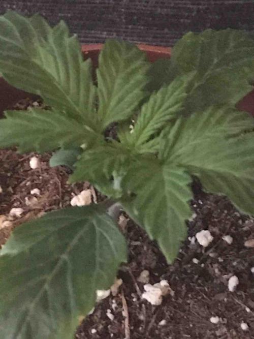 Ganja Farmer Grow Report. Week 3 - #2 Godfather OG
Tag16
