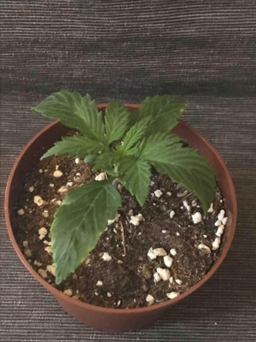 Ganja Farmer Grow Report. Week 3 - #2 Godfather OG
Tag16