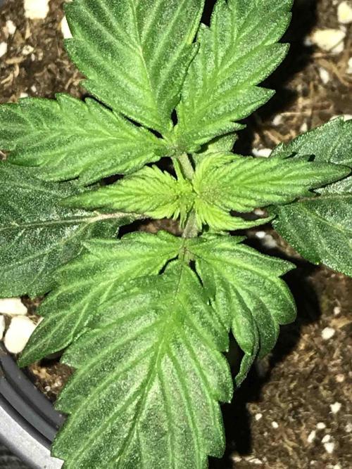 Ganja Farmer Grow Report. Week 3 - #3 Godfather OG
Tag16