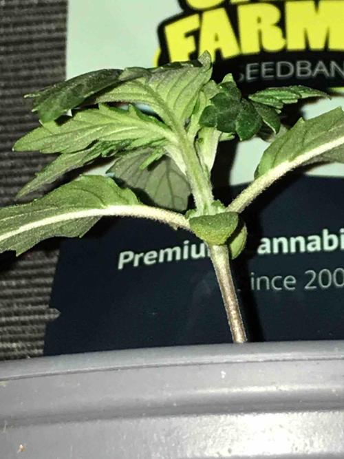 Ganja Farmer Grow Report. Week 3 - #3 Godfather OG
Tag16