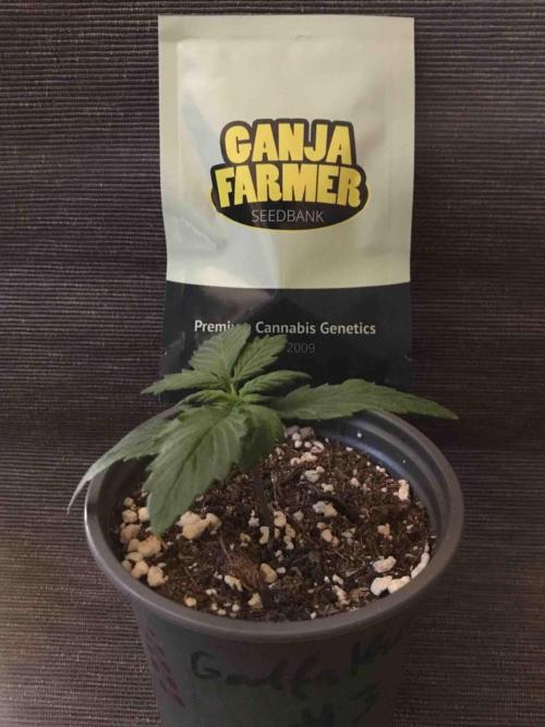 Ganja Farmer Grow Report. Week 3 - #3 Godfather OG
Tag16