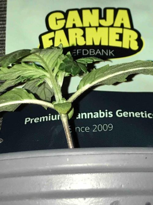 Ganja Farmer Grow Report. Week 3 - #3 Godfather OG
Tag16