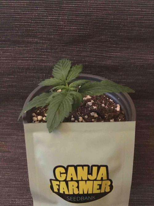 Ganja Farmer Grow Report. Week 3 - #3 Godfather OG
Tag16