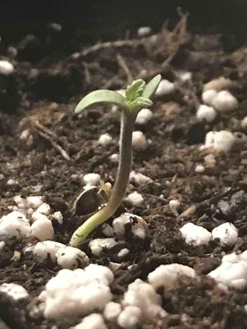 Seeds Mafia Bloody Beast. Week 0 - #1
Tag:5