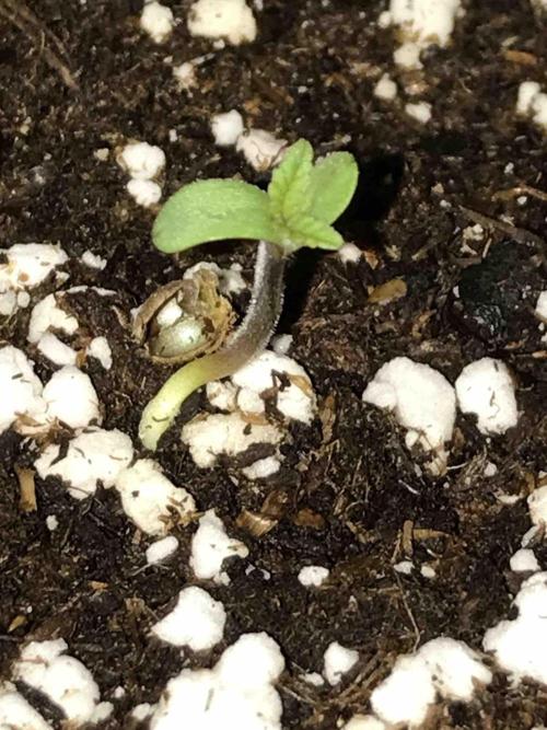 Seeds Mafia Bloody Beast. Week 0 - #1
Tag:5