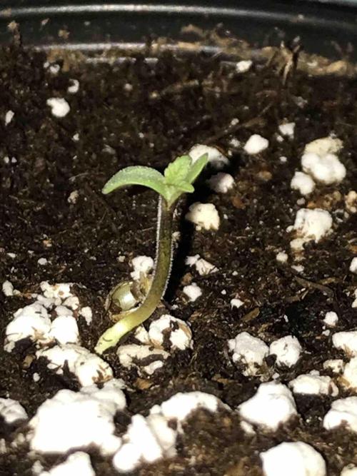 Seeds Mafia Bloody Beast. Week 0 - #1
Tag:5