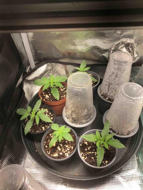 Seeds Mafia Bloody Beast. Week 0