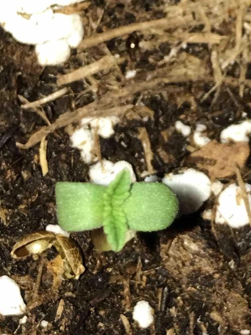 Seeds Mafia Bloody Beast. Week 0 - #2
Tag:5