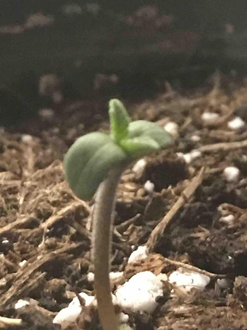 Seeds Mafia Bloody Beast. Week 0 - #2
Tag:5