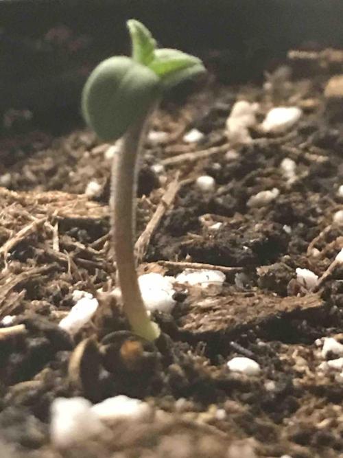 Seeds Mafia Bloody Beast. Week 0 - #2
Tag:5