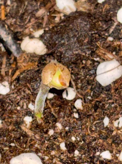 Seeds Mafia Bloody Beast. Week 0 - #3
Tag:6