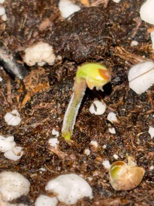 Seeds Mafia Bloody Beast. Week 0 - #3
Tag:6