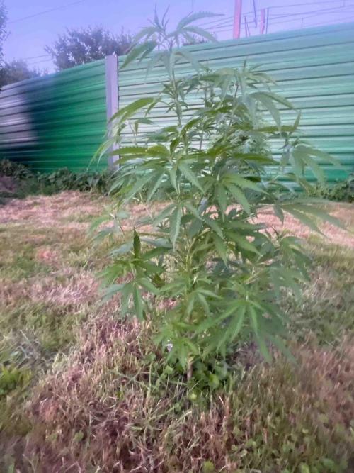 Seedstockers Fruit Cake Test. Week 21 - #5
Monat:6