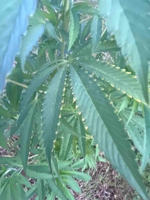 Seedstockers Fruit Cake Test. Week 21 - #5
Monat:6